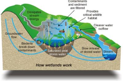 wetlands_e400_1.jpg