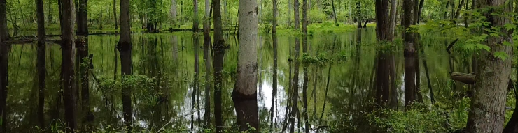 Floodplain Forest